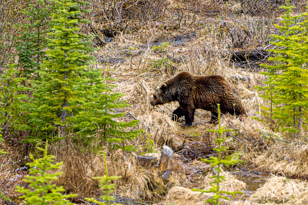 Boo, the Kicking Horse grizzly bear, Golden British Columbia, Canada by David Whited