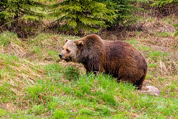 Boo the Kicking Horse Ski Resort Grizzley, Golden, British Columbia, Canada by David Whited
