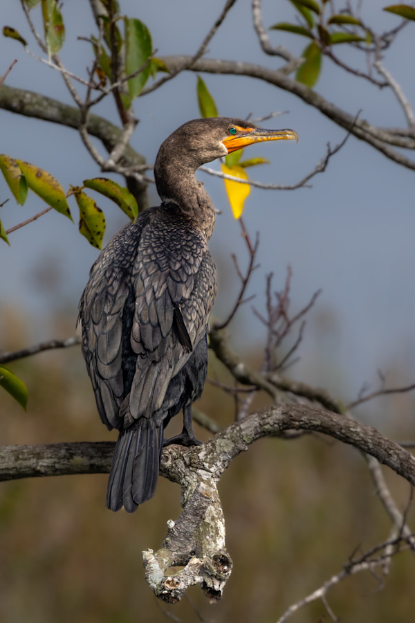 Double-crested cormorant,  St. Marks Wildlife Preserve, Florida USA by David Whited