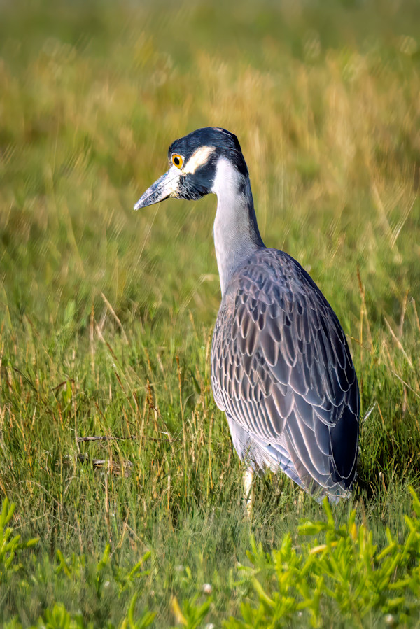 Yellow-crowned night heron, Everglades National Park, Florida, USA by David Whited, Image 2.