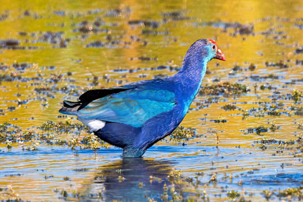 Grey-headed swamphen, Lake Apopka, Florida, USA by David Whited