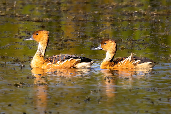 Fulvous Whistling Ducks, Lake Apopka, Florida, USA by David Whited
