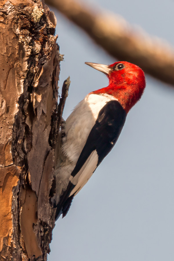 Red-headed woodpecker, Lake Apopka, Florida, USA by David Whited