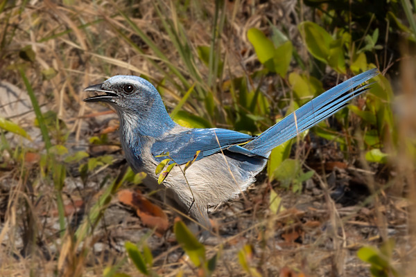 Florida scrub jay, Oscar Scherer State Park, Florida, USA by David Whited