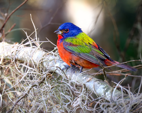 Painted bunting, Circle Bar B Ranch, Florida, USA by David Whited