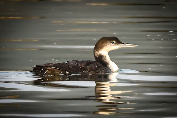 Common Loon, (non- breeding plumage), Florida, USA by David Whited