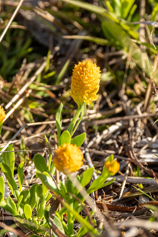 Orange milkwort by David Whited