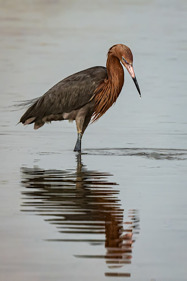 Reddish Egret, St. Marks Wildlife Preserve, Florida, USA by David Whited