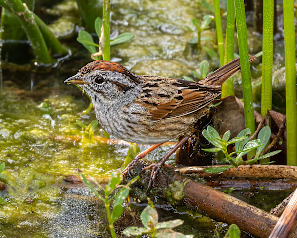 Swamp Sparrow, Celery Fields Park, Sarasota, Florida, USA by David Whited