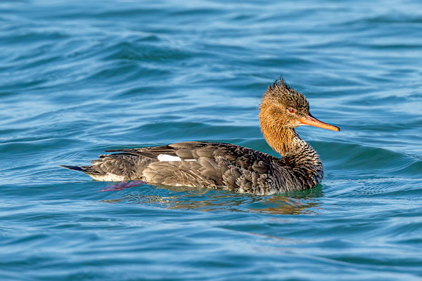 Red-breasted merganser female, Stump Pass State Park, Florida, USA by David Whited