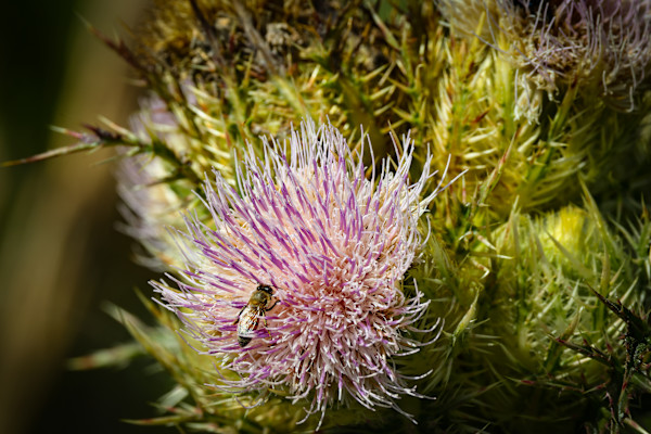 Honey bee on bristle thistle flower by David Whited