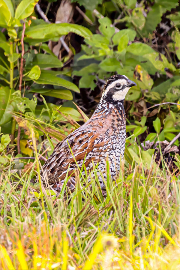 Northern Bobwhite, Gulf coast Florida, USA by David Whited