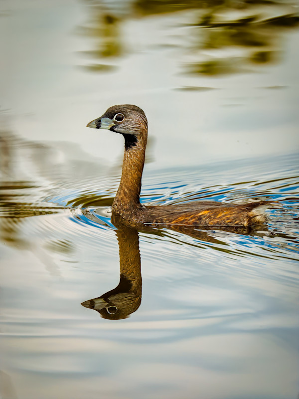 Pied-billed Grebe, Merrit Island National Wildlife Preserve, Florida, USA by David Whited
