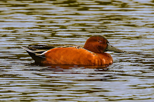 Cinnamon teal, Red Bug Slough Preserve, Florida, USA by David Whited