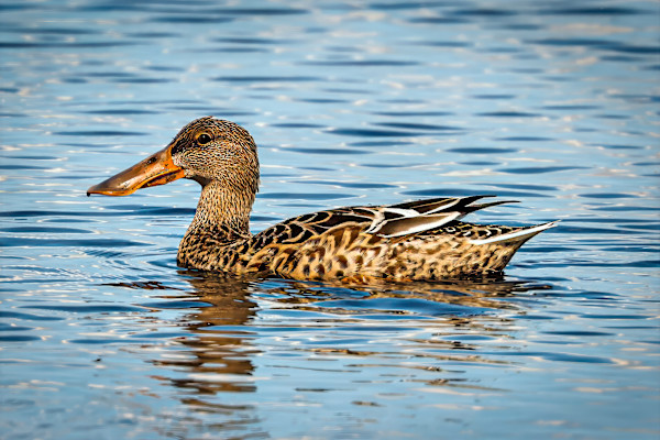 Female Northern Shoveler duck, Merrit Island National Wildlife Preserve, Florida, USA by David Whited