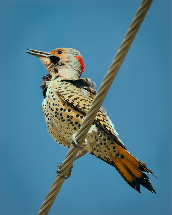 Northern Flicker, Merrit Island National Wildlife Preserve, Florida, USA by David Whited