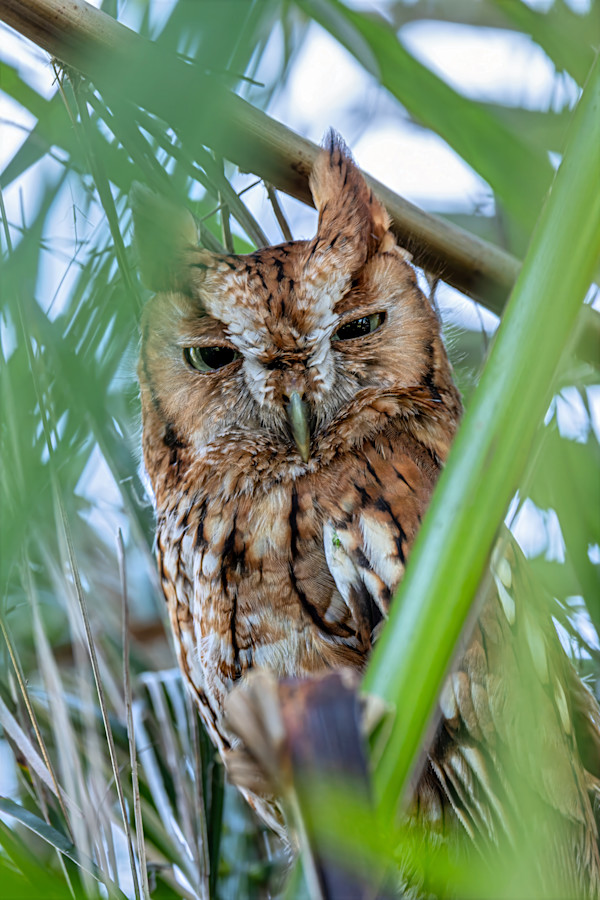 Eastern Screech-Owl, Venice, Florida, USA by David Whited