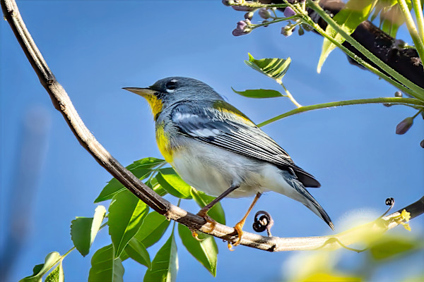Male Northern Parula, Firestone Metro Park, Akron, Ohio, USA by David Whited