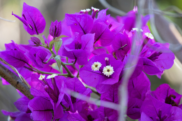 Bougainvillea by David Whited