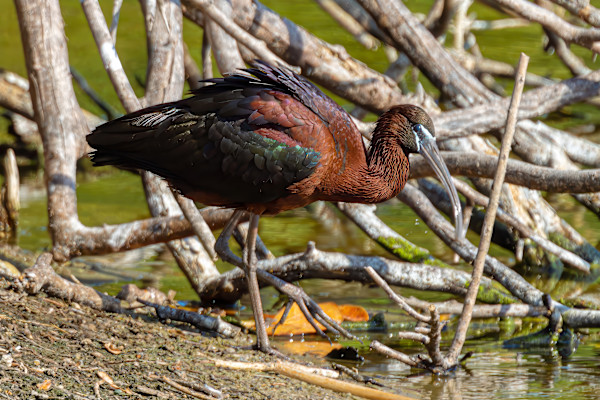 Glossy ibis, Audubon Rookery, Venice Florida, USA by David Whited