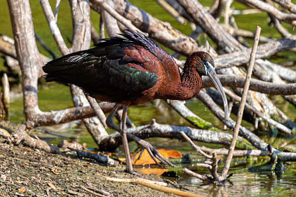 Glossy Ibis, Audubon Rookery, Venice, Florida, ISA by David Whited