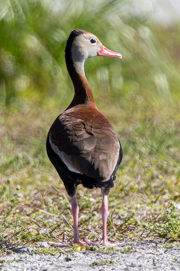Black-bellied whistling duck, Florida, USA by David Whited