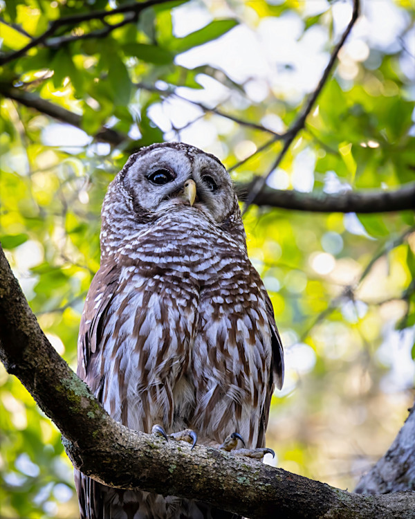 Barred Owl, Pinecraft Park, Sarasota, Florida, USA by David Whited, Image 2.