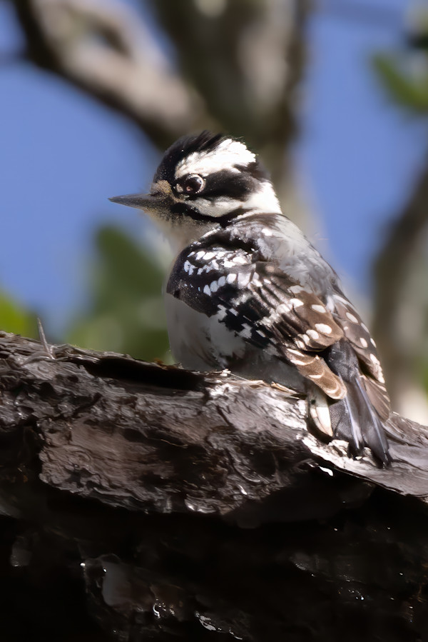 Downy Woodpecker, Red Bug Slough, Florida, USA by David Whited