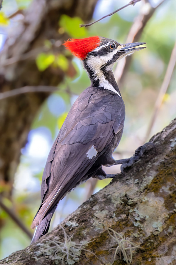 Pileated woodpecker, Red Bug Slough, Florida, USA by David Whited, Image 1.