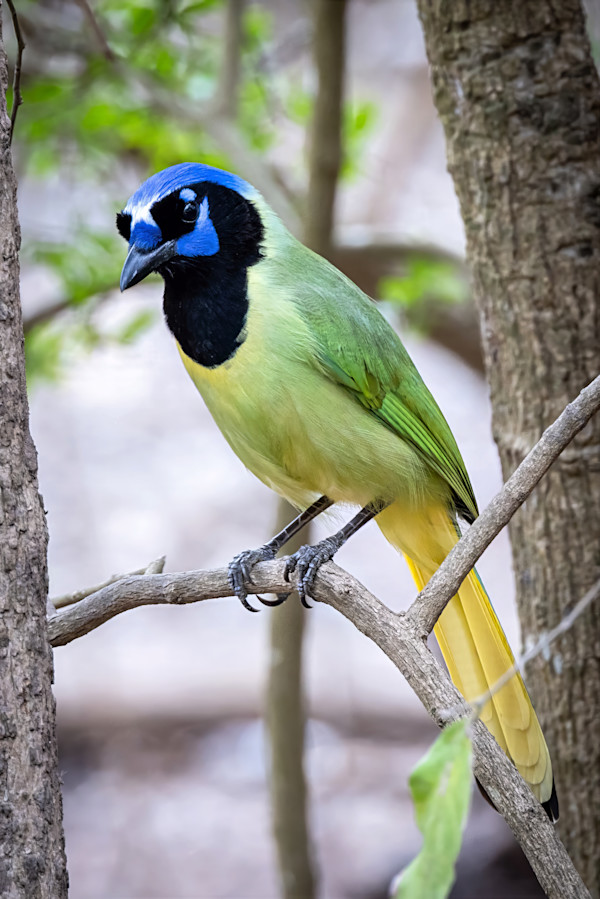 Green jay, Hugh Ramsey Nature Park, Texas, USA by David Whited