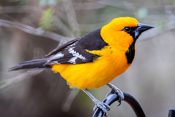 Hooded oriole male, Hugh Ramsey Nature Park, Texas, USA by David Whited