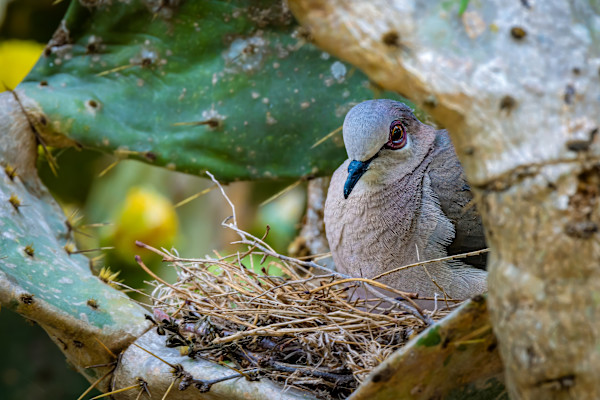 White-tipped Dove nesting, Hugh Ramsey Park, Texas, USA by David Whited