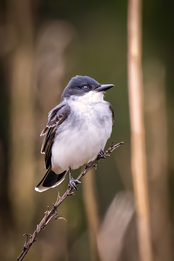 Eastern kingbird, Hugh Ramsey Nature Park, Texas, USA by David Whited