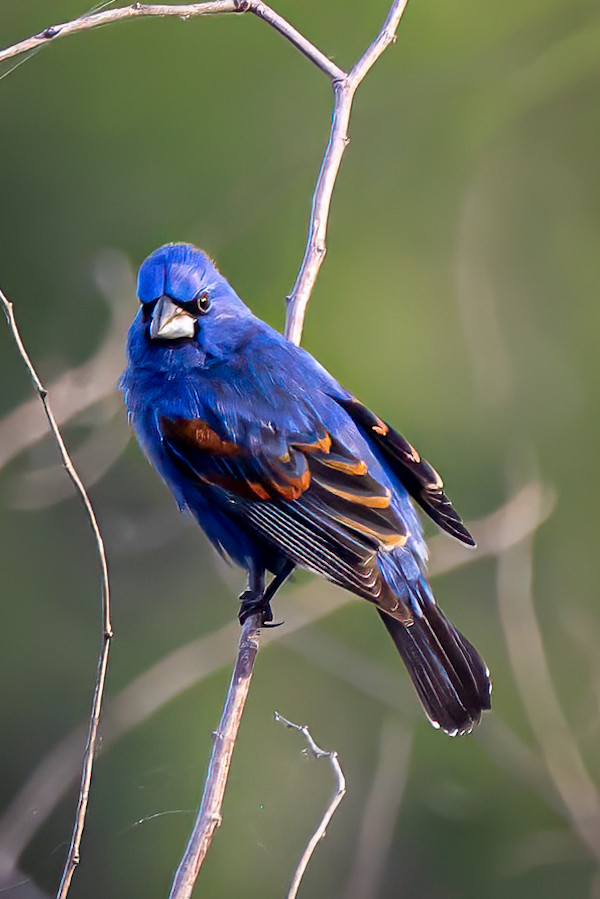 Blue grosbeak, Padre Island Convention Center, Texas, USA by David Whited