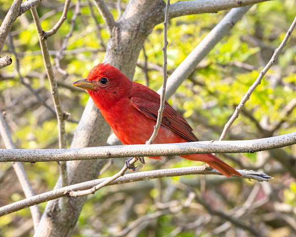 Summer tanager, Padre Island Convention Center, Texas, USA by David Whited