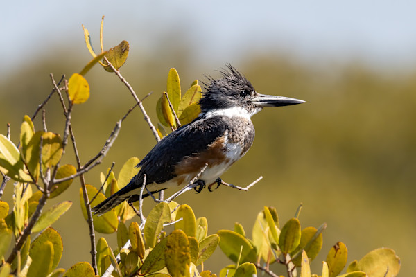 Belter kingfisher female, Florida, USA by David Whited