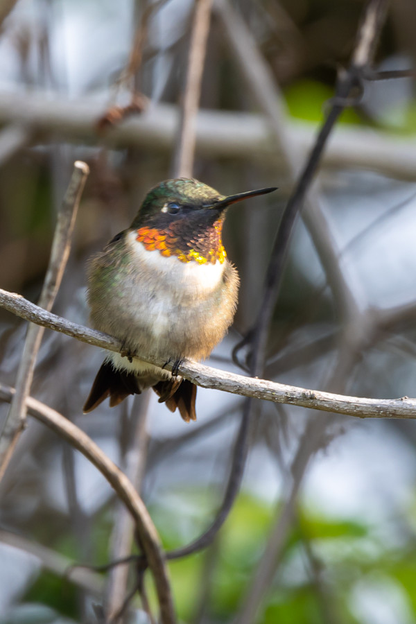 Ruby-throated hummingbird, Ohio, USA by David Whited
