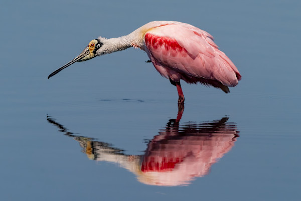 Roseate spoonbill, Merrit Island National Wildlife Preserve, Florida, USA by David Whited