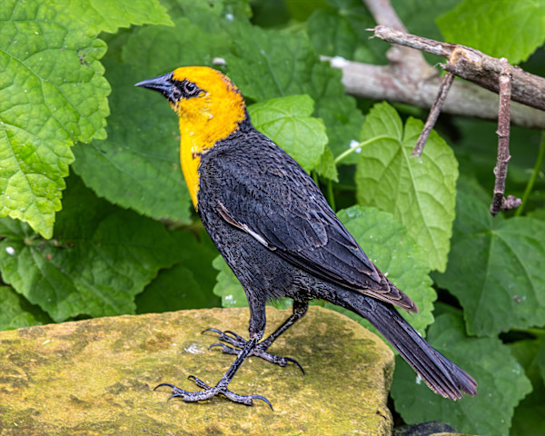 Yellow-head blackbird, Padre Island Convention Center, Texas, USA by David Whited