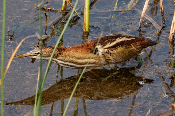 Least bittern, Padre Island Convention Center, Texas, USA by David Whited