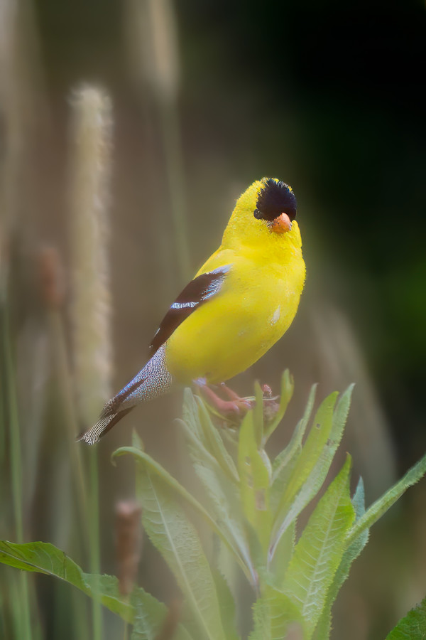 American goldfinch, Springfield Bog, Springfield, Ohio, USA by David Whited