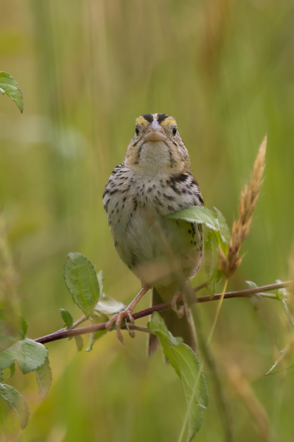 Henslow's sparrow, Bath Nature Preserve, Bath, Ohio USA by David Whited, Image 1.