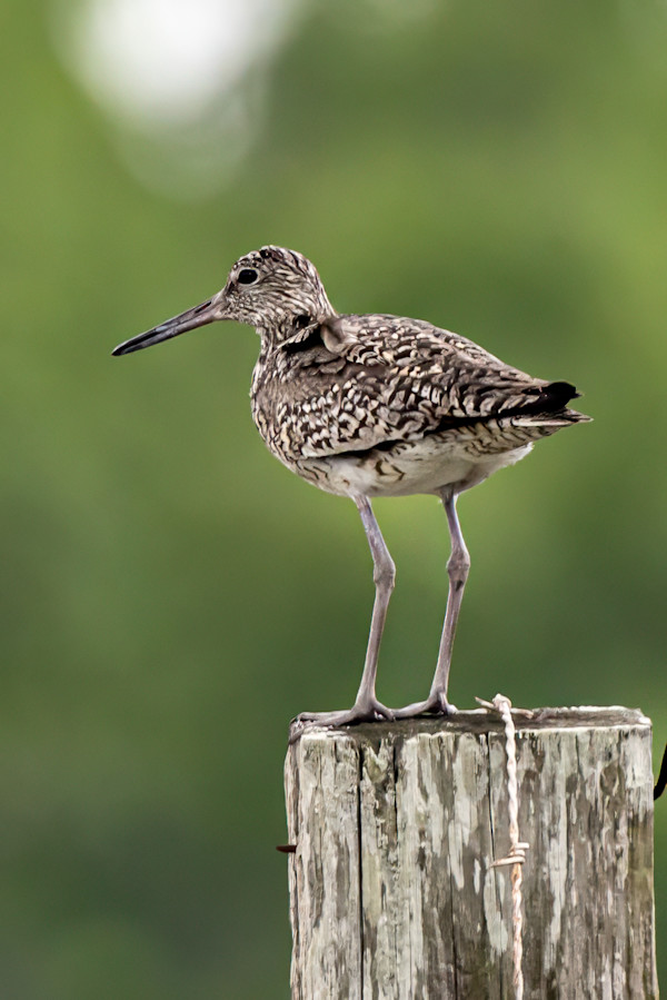 Willet, Stump Pass Beach Park, Florida, USA by David Whited