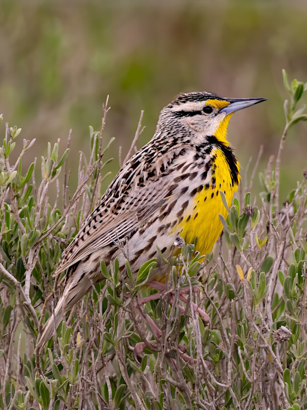Western meadowlark, Laguna Atascosa National Wildlife Refudge, Texas, USA by David Whited, Image 1.