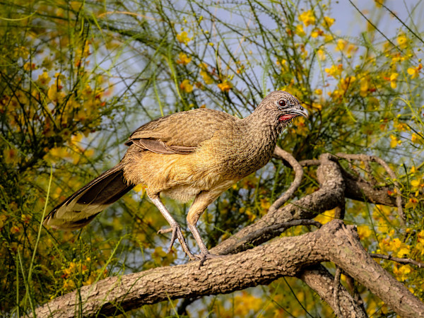 Chachalaca, Estero Lland Grande State Park, Texas, USA by David Whited