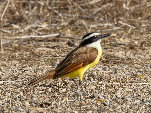 Great Kiskadee, Estero Lland Grande State Park, Texas, USA by David Whited, Image 1.