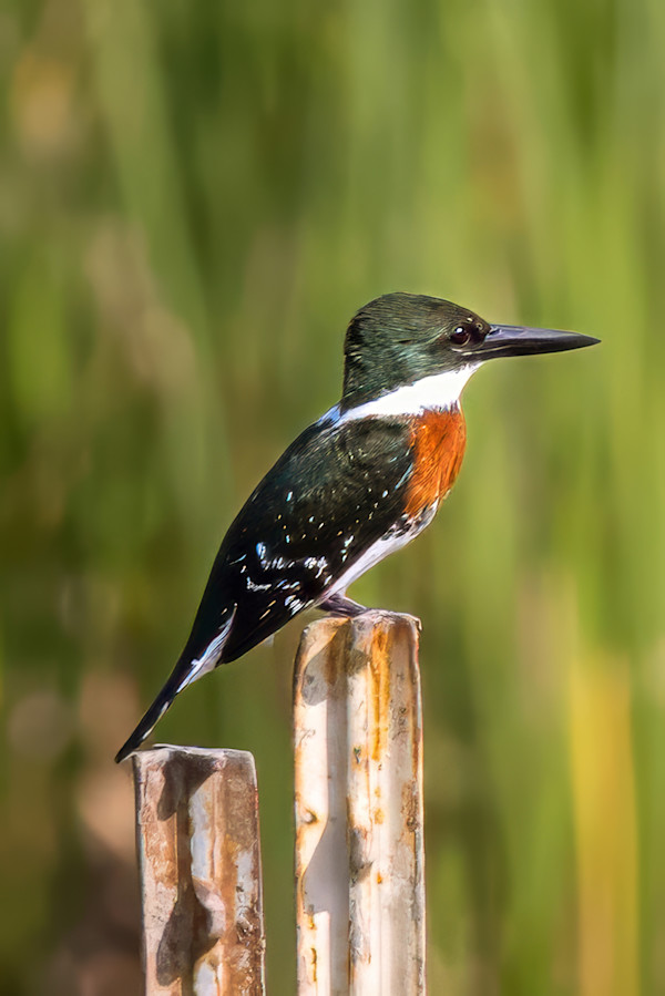 Green kingfisher, Estero Lland Grande State Park, Texas, USA by David Whited