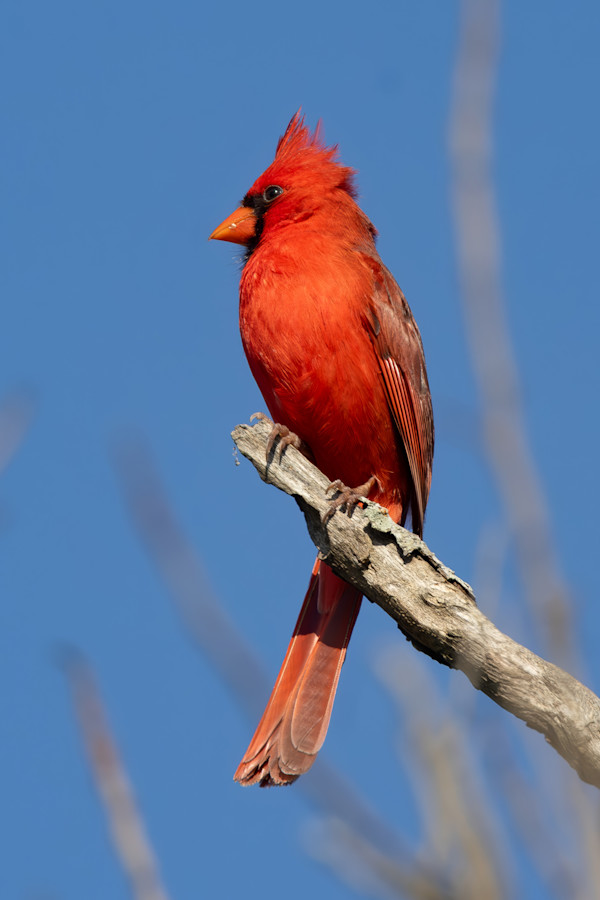 Northern Cardinal, Sabal Palm Sanctuary, Brownsville, Texas, USA by David Whited