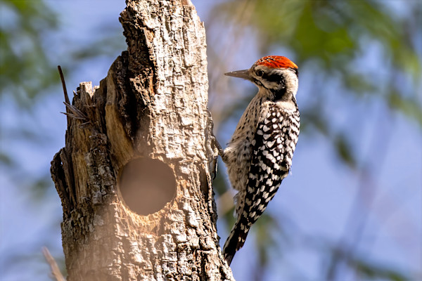 Male Ladder-backed Woodpecker, Sabal Palm Park, Florida, USA by David Whited