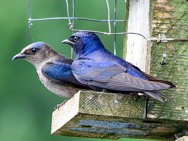 Purple martin, male and female, Audubon Rookery, Venice Florida, USA by David Whited